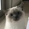 jade_lachiante
