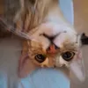 bro.cute.cat