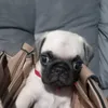 wellymiguelito