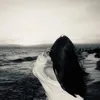 dodo_7895