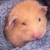 hamster_10125