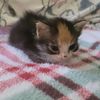 kiwi_the_psychopath