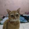 makbul8072