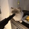 ultrakitten1