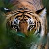 tiger.tiger.no.1