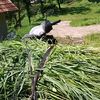 kandangsapi76