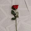 user986061581552