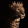 lioness_053