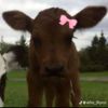 art_kambing