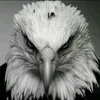 srwd_adil2005