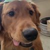 thegoldenphoenix11