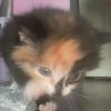 emma_anderson1320