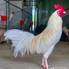nh.c.mau0