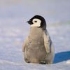penguin10222
