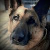 california_shepherd