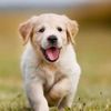 i.love.dogs1521