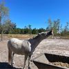 amelia_rides_horses8