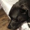 dogloverslayy1