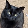kittyandmavis8