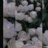 user61483021811205
