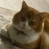 scmeow0