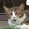 skacamaplv7