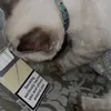 bajgsh_t5