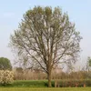 skichez