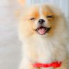 Curso Peluquería para perros🐕