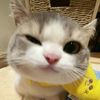 bunnythumps_