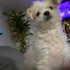gabbyidfun