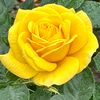 a0931133zai