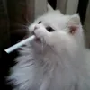 _hoanglongz.05