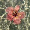 ocean_4447