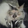 rocki.cl4wz