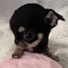 toiyeusuachuoii