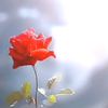 aung.zin7440