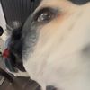 log4445