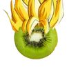 kiwi.super.saiyan