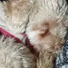 animalitosmagia
