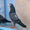 تيدي سلارا
