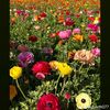 dyanh077