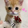sweety.ciaa0