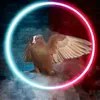za_fo8