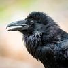 justsomebirds