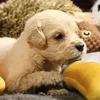 cookie_val6