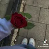 roze31804