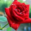 habibur8685
