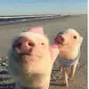 pig_lover2