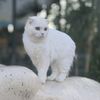 cat_pukpuy
